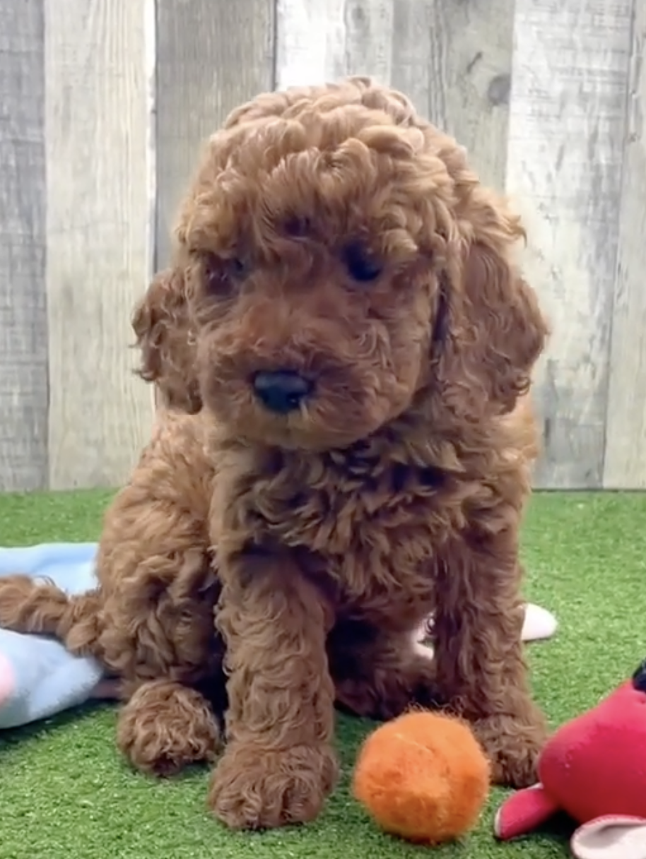 brown mini irish doodle puppy sitting on artificial grass